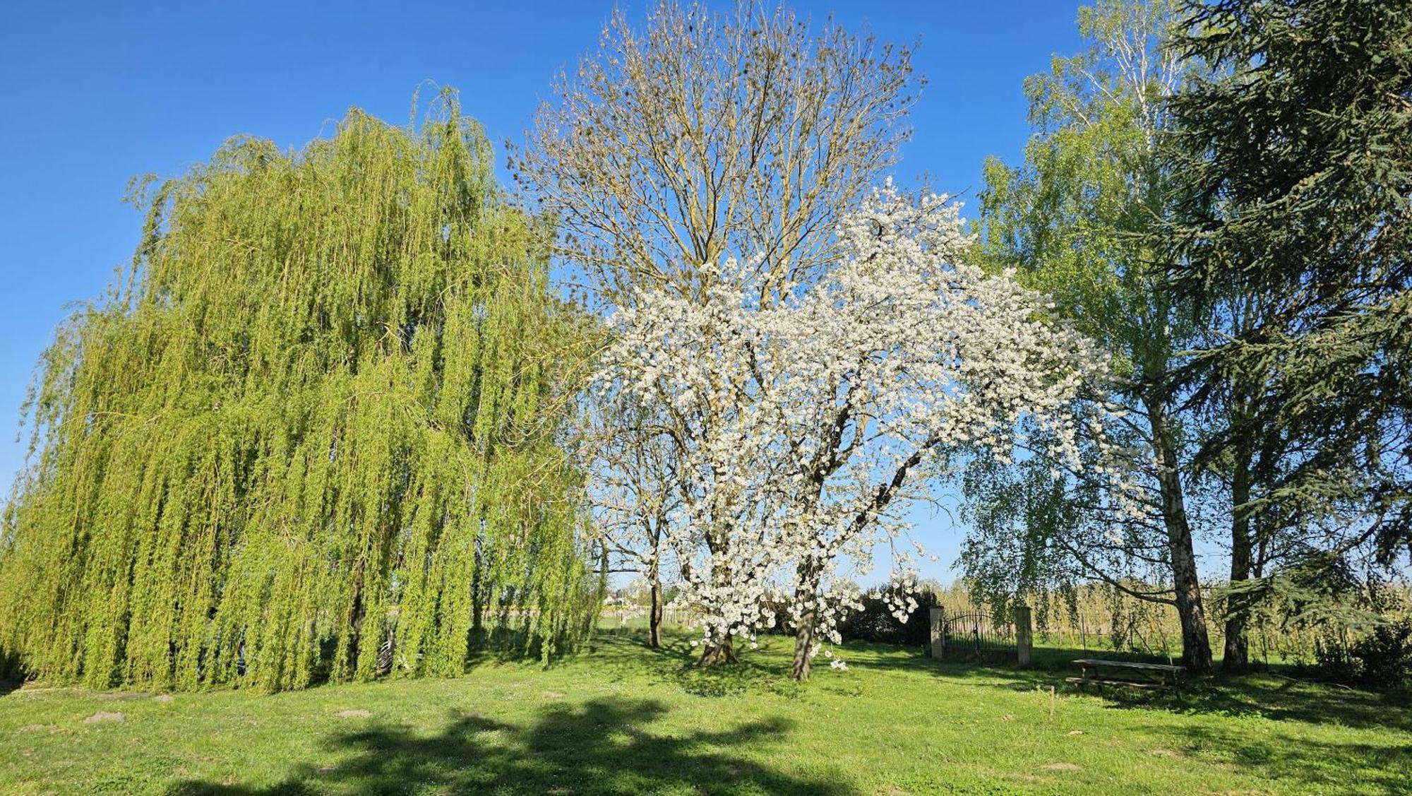 Domaine Des Moizons, Le Figuier Villebernier Exterior foto